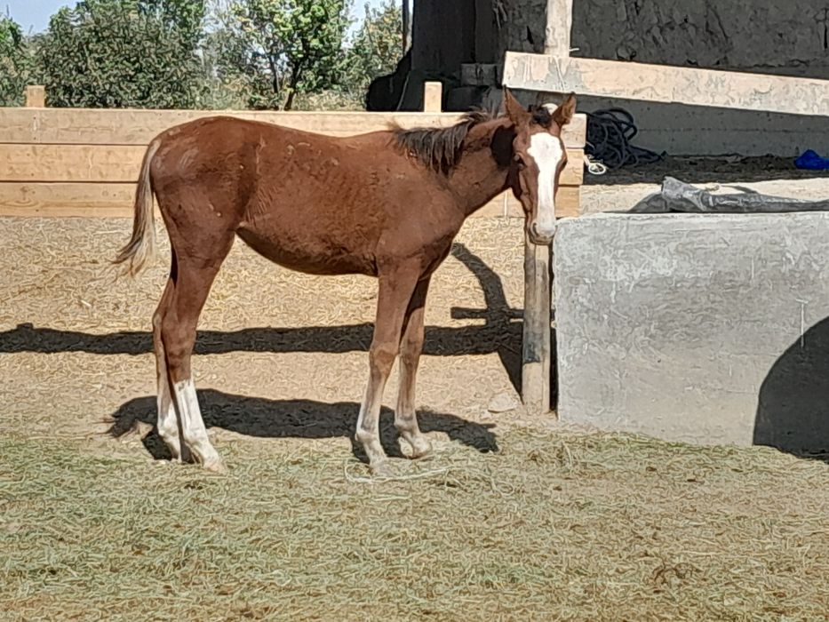 Erkak va moda toylar sotiladi qazoqdan kelgan