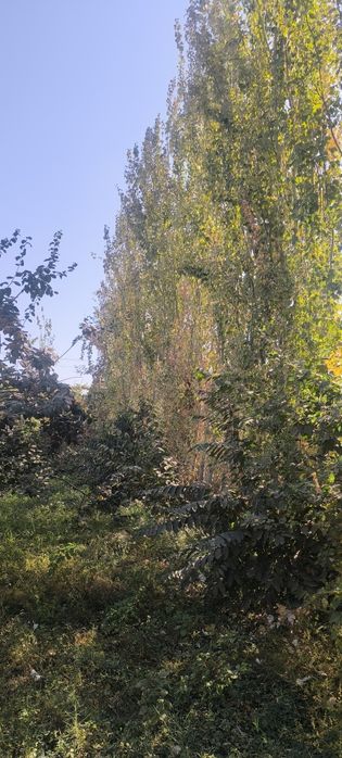 Afrosiyob mahallasi Furqat koʻchasi