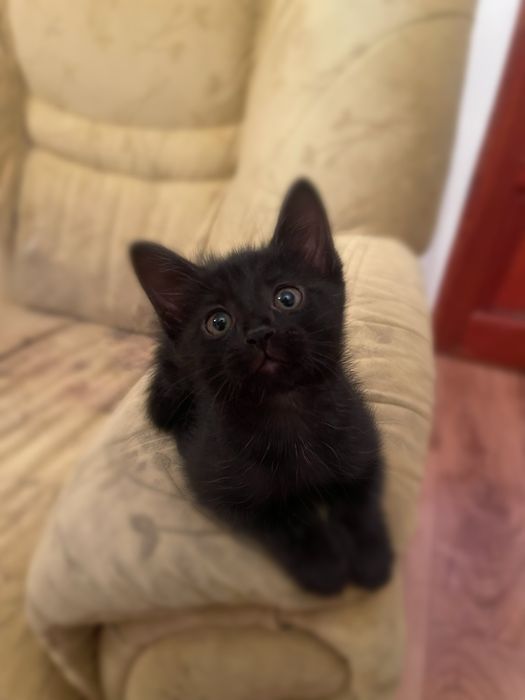 Котенок в добрые руки