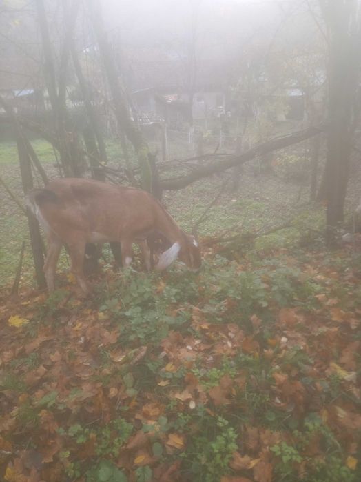 Capre de vânzare com. Dognecea