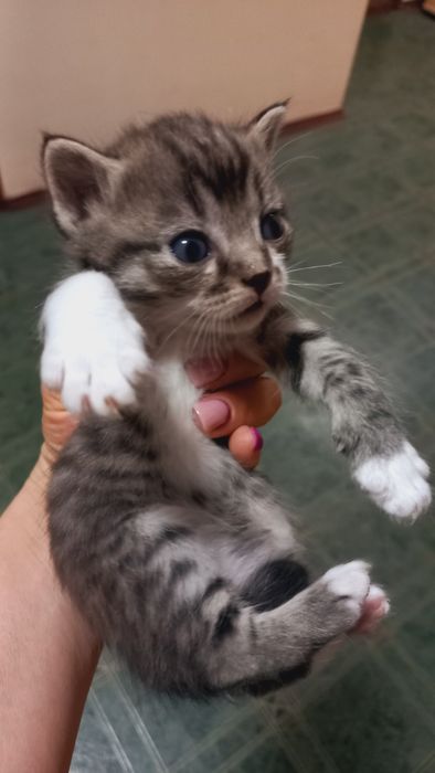 Отдам котят в добрые руки