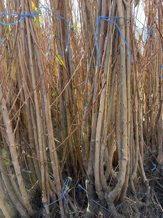 Pomi fructiferi clasici si columnari - calitate si excelenta de 25 ani