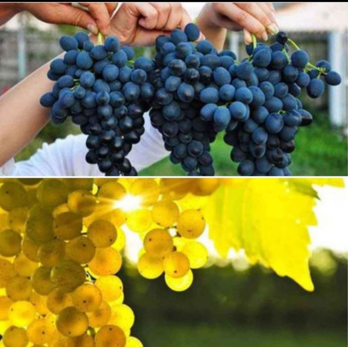 Struguri de vin Urziceni