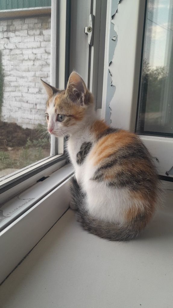 Котенок девочка в добрые руки