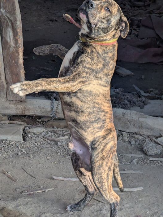 Питбул,месеца, ваксина, паспорт мъжки