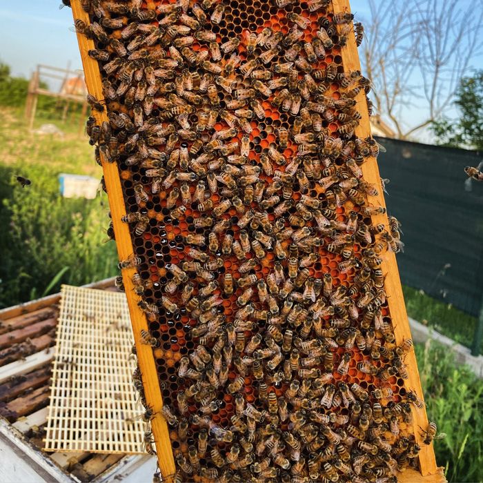 Miere de albine naturală