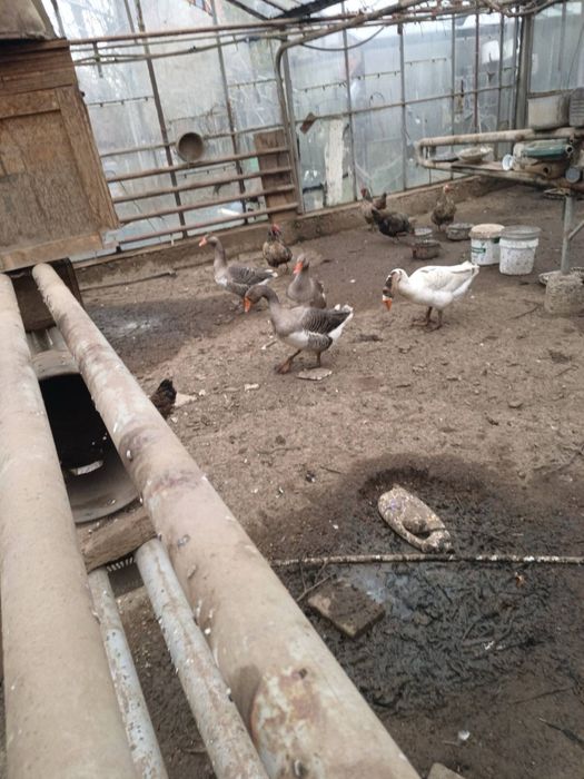 Лебедови Гъски - добре гледани