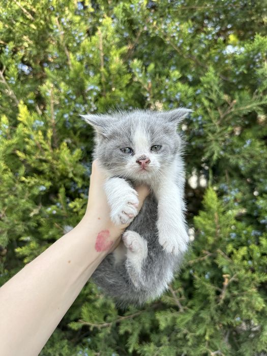 Продам котят веслоуих и обочных