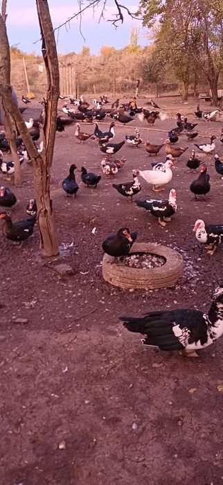 Rate mute de vinzare