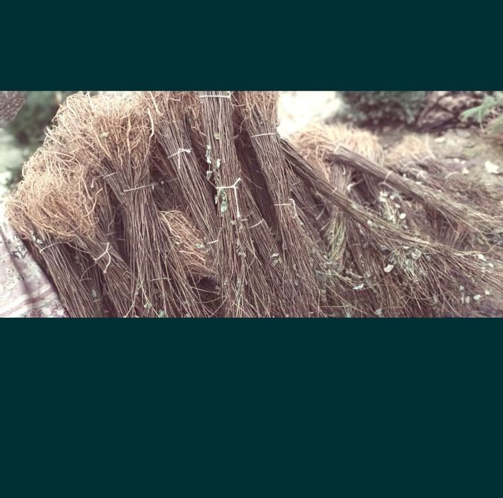 Echipă de profesioniști în silvicultură comercializăm puieți de salcâm