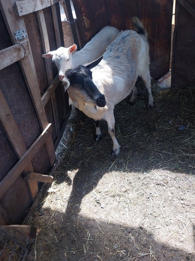 Vând gâște  vând capre