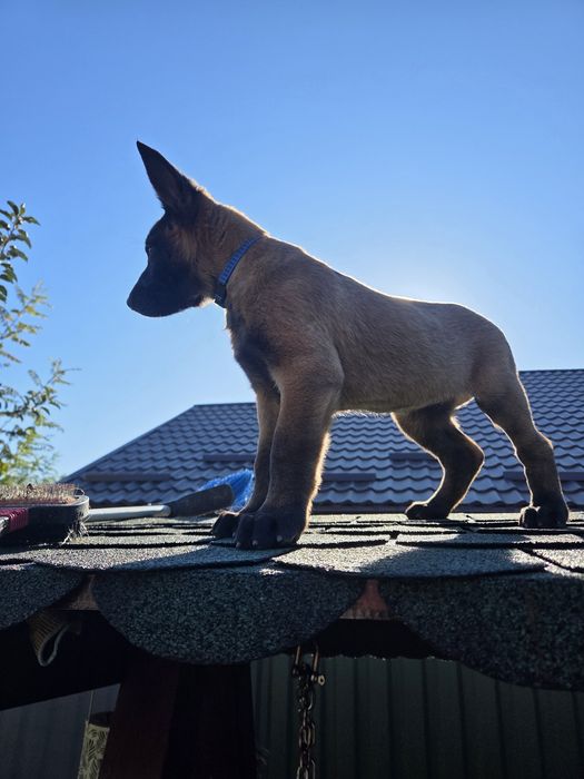 puii ciobanesc malinois