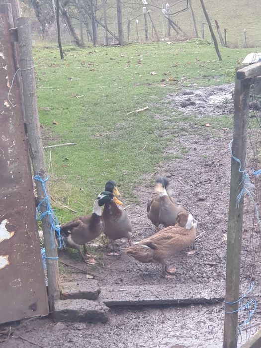 Vând pereche Rățoi Indian alergător