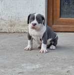 American Bully XL mascul