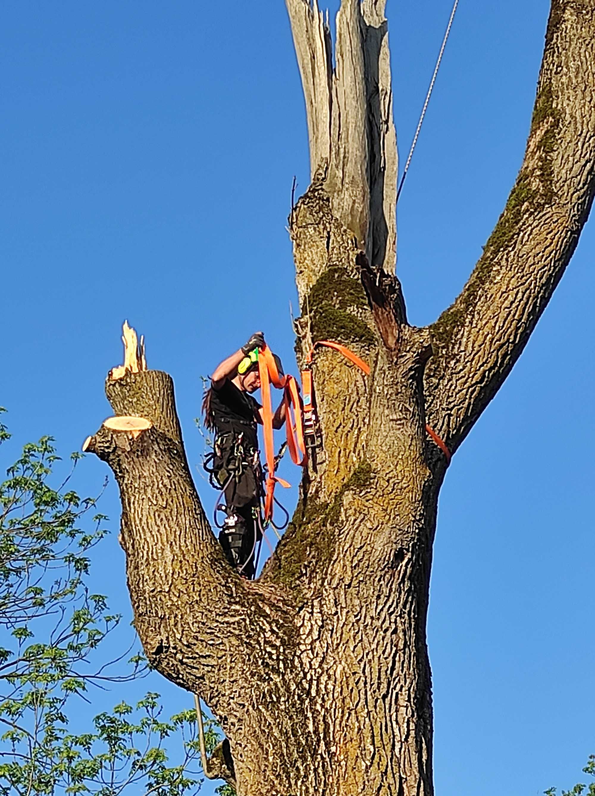 Toaletare Taiere Copaci Satu Mare Servicii Firma Alpinisti Arboristi