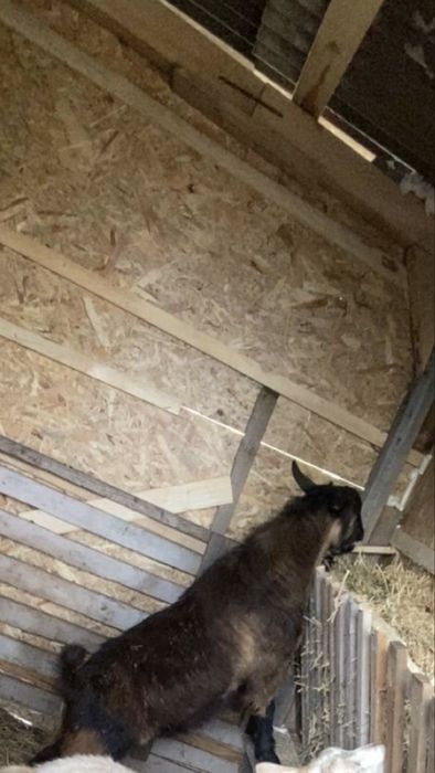 Vand 2 berbeci,2 capre+tap toate la pachet!