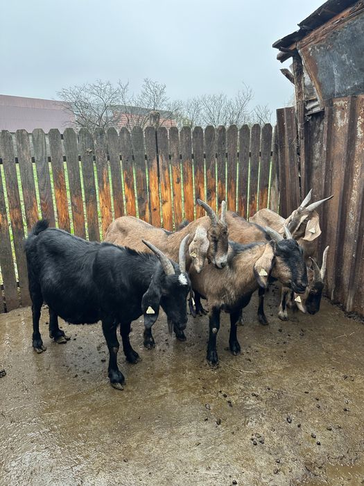 Vand capre Anglo nubian