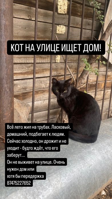 Кот ищет дом , хотяб передержка пока холодно на улицу