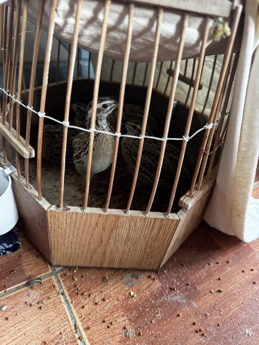 Бедалар сотилади