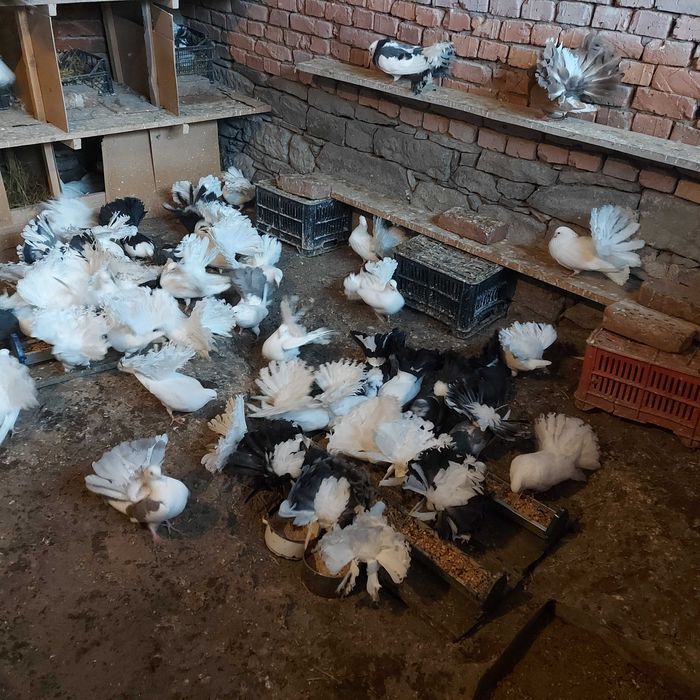 Продавам гълъби Финерлии - бели, сиви и пъстри.