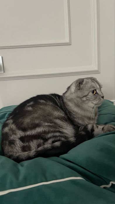 Отдам кота в хорошие руки