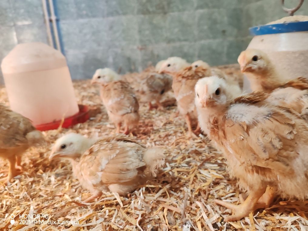 Малки пилета различни породи