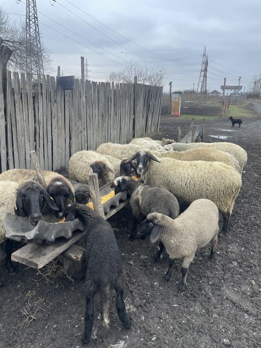 De vanzare mai multe detali la numarul de telefon