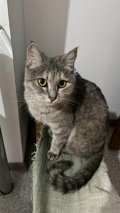 Отдам домашнюю кошечку