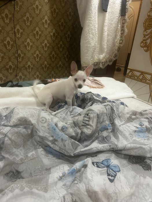 Пинчер чихулахлуа