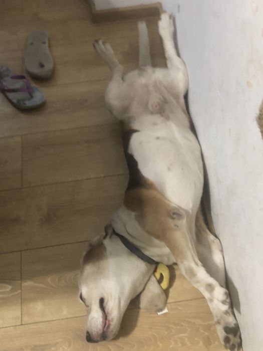 Cazare caini talie mica si medie