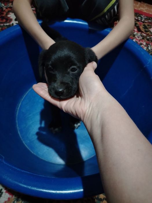 Отдадим в хорошие руки бесплатно