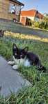 Pisicuti spre adoptie!