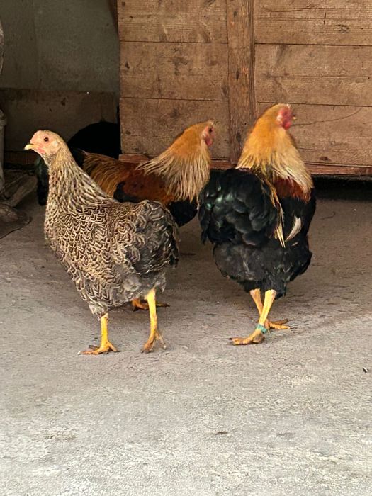 Wyandotte pitic orange