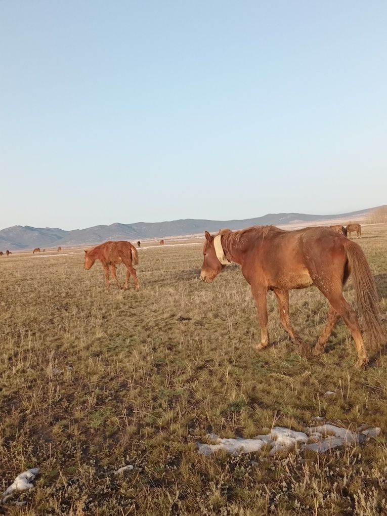 Продам жеребца костанаец