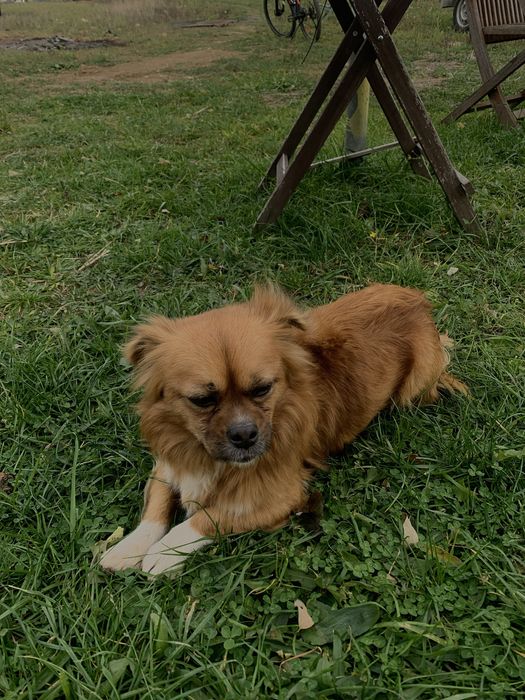 Donez catel pierdut sau abandonat.