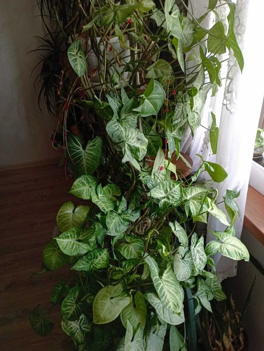 Продам комнатные растения в горшках