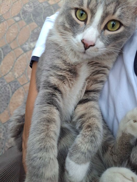 Кошка домашняя, серая