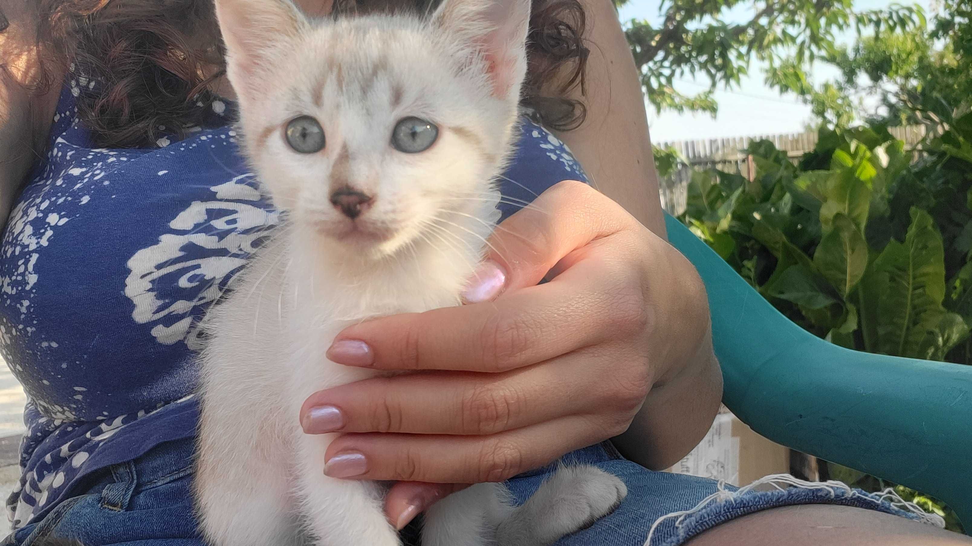 Pisoi spre adoptie