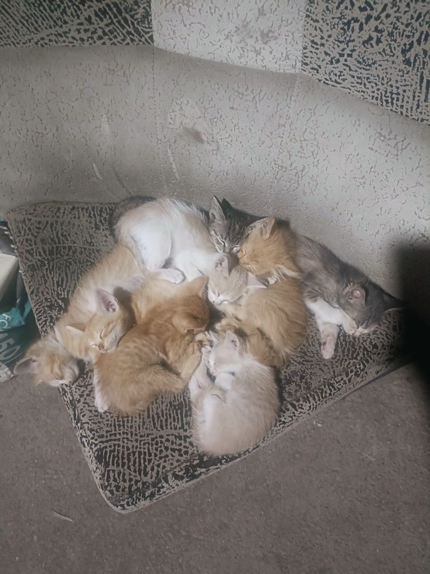 Отдам котят в добрые руки бесплатно!