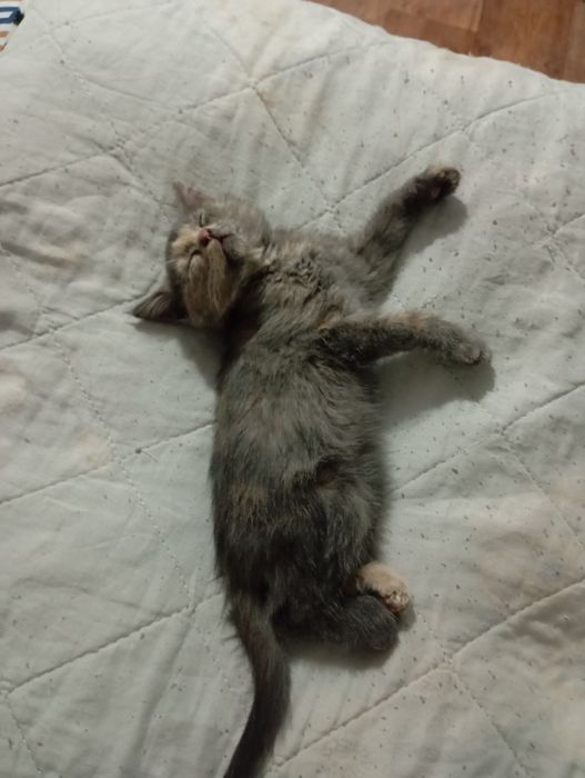 Срочно отдам котенка подкинули