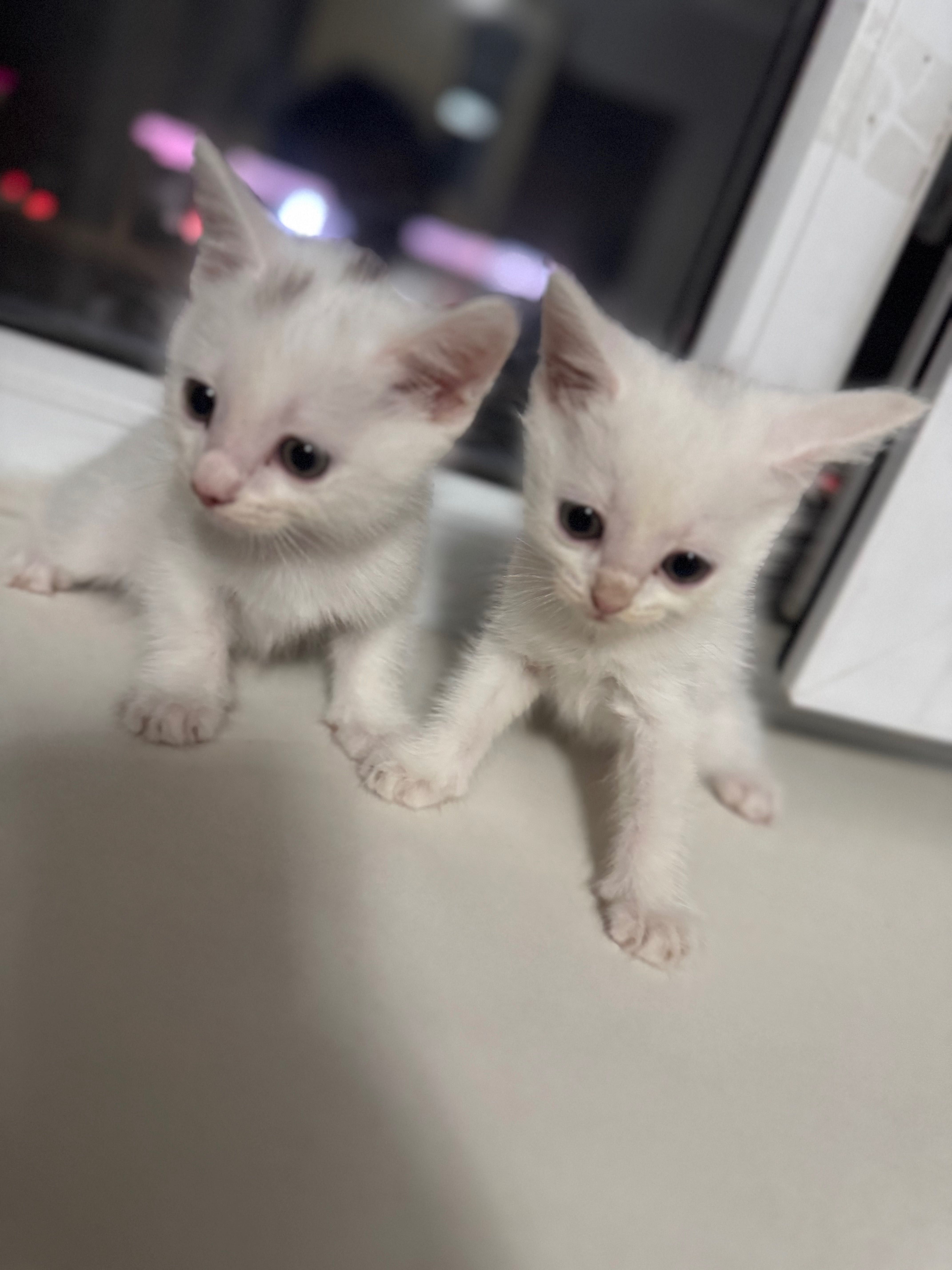 Отдам котят в добрые руки