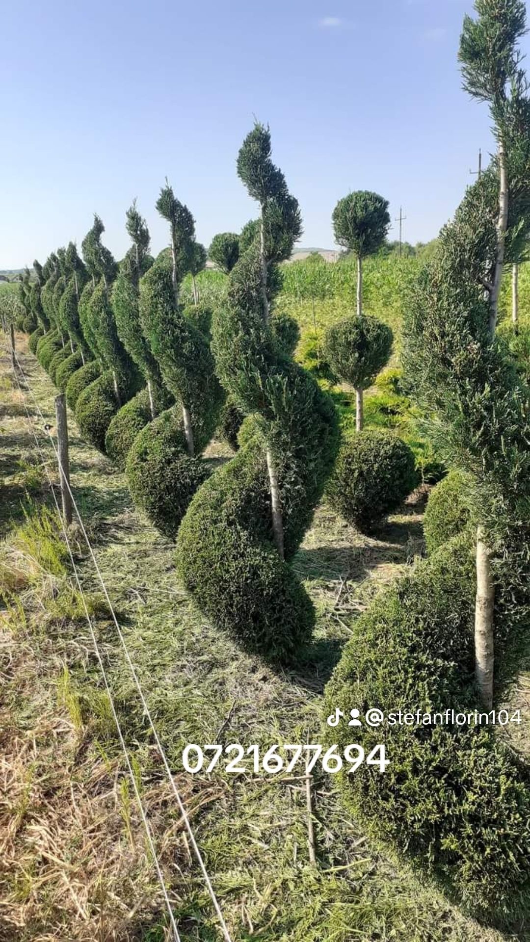 Pawlonia,mesteacăn tei,