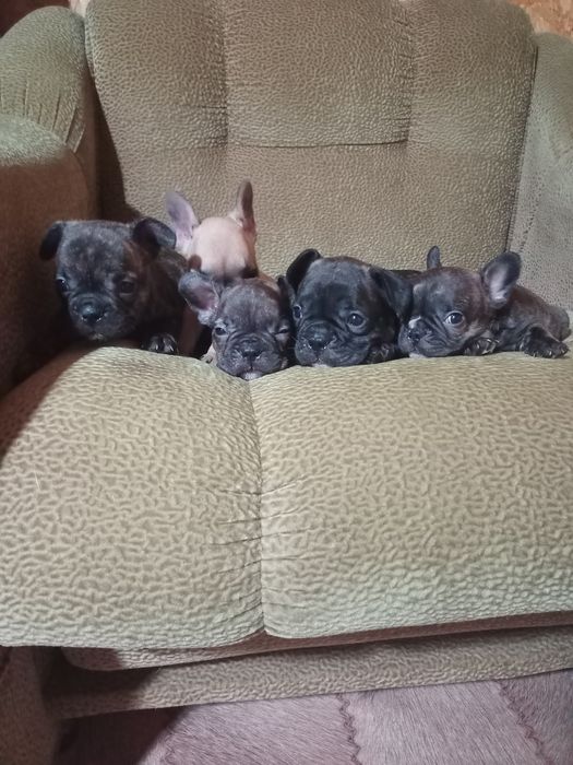 Щенки французского бульдога