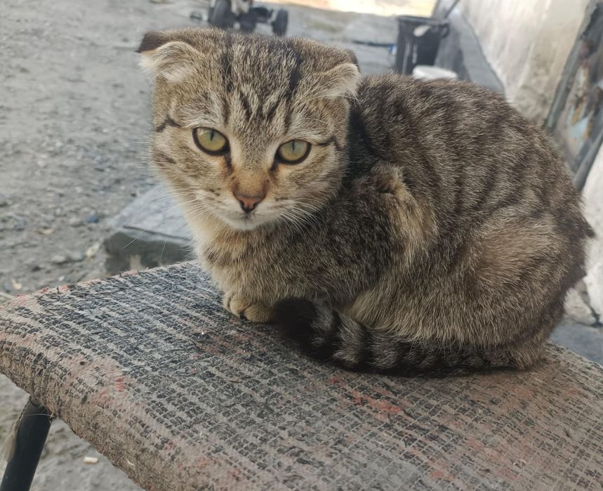 Отдам кошек подростки