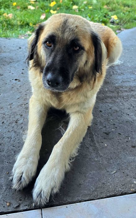 Подаряват се кученца