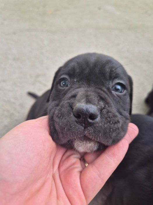 Кане Корсо / Cane Corso
