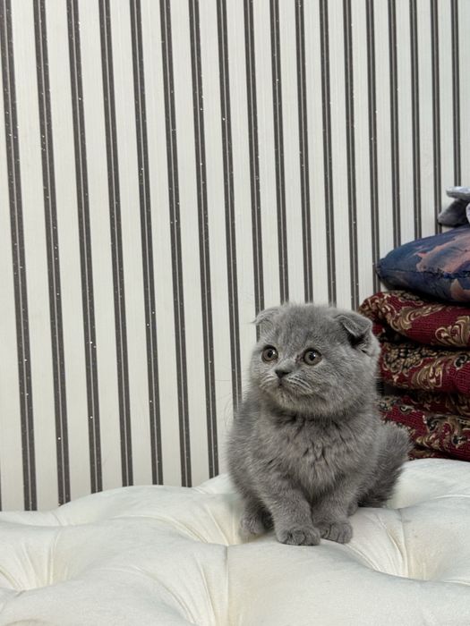 Scotish fold 2 oylik qiz