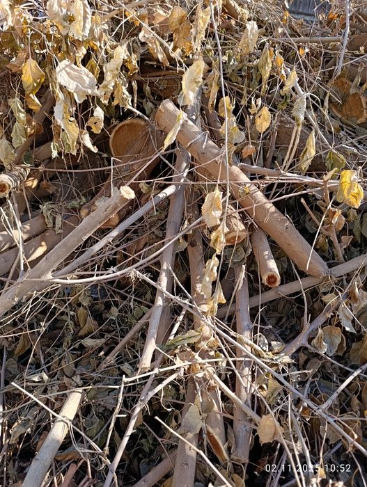 Дрова бесплатно отдам