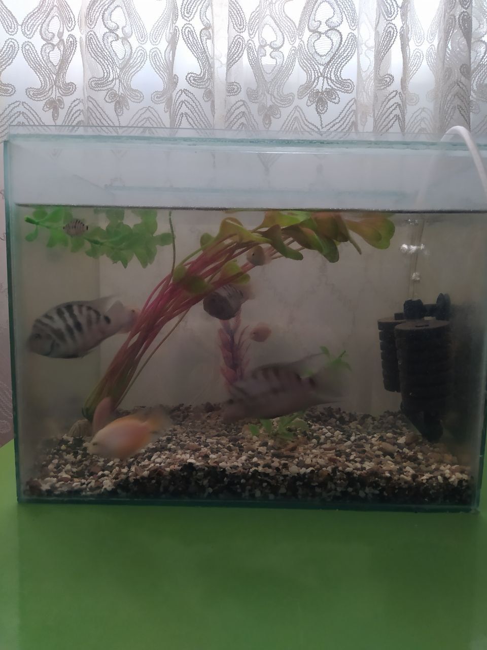 Akvarium baliqlari bn sotiladi  filter kompresor aksesuvarlari bor