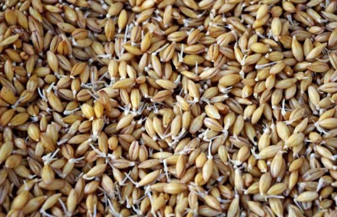 Проростки пшеницы,ржи,ячменя и зелёной гречки всегда свежевыращенные